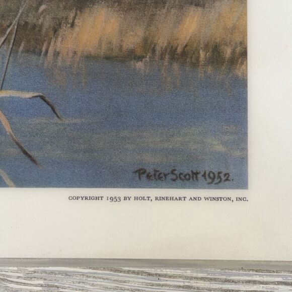 Peter Scott Waterfowl Laminated Placemats Lot Of 6 Vintage 1953 Ducks Geese - Picture 14 of 16